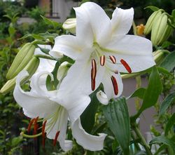 White Ginger Lilly Absolute Oil